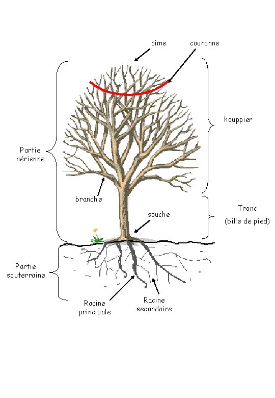 cime couronne houppier Partie aérienne branche souche Partie souterraine Racine principale Racine secondaire Tronc