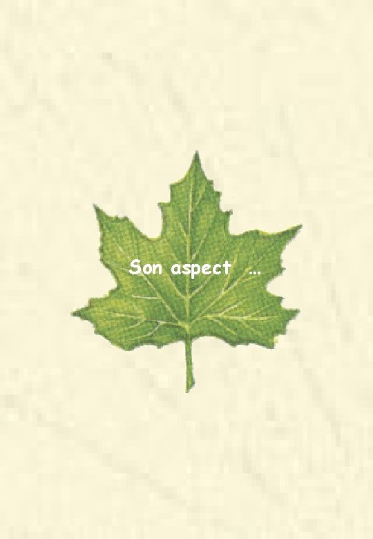 Son aspect … 