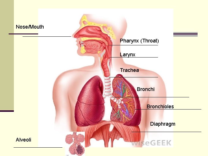 Nose/Mouth Pharynx (Throat) Larynx Trachea Bronchioles Diaphragm Alveoli  Nose/Mouth Pharynx (Throat) Larynx Trachea Bronchioles Diaphragm Alveoli