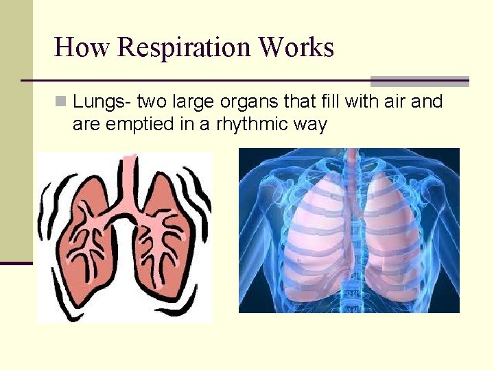 How Respiration Works n Lungs- two large organs that fill with air and are How Respiration Works n Lungs- two large organs that fill with air and are