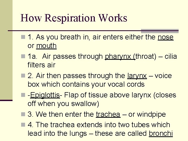 How Respiration Works n 1. As you breath in, air enters either the nose How Respiration Works n 1. As you breath in, air enters either the nose