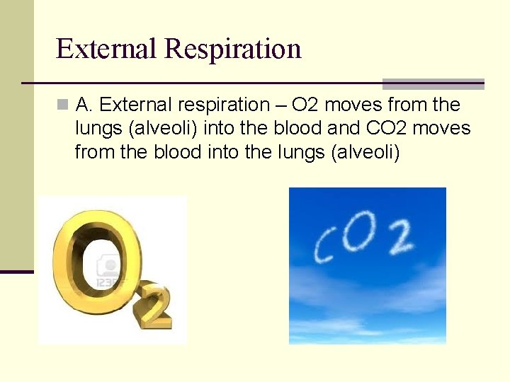 External Respiration n A. External respiration – O 2 moves from the lungs (alveoli) External Respiration n A. External respiration – O 2 moves from the lungs (alveoli)