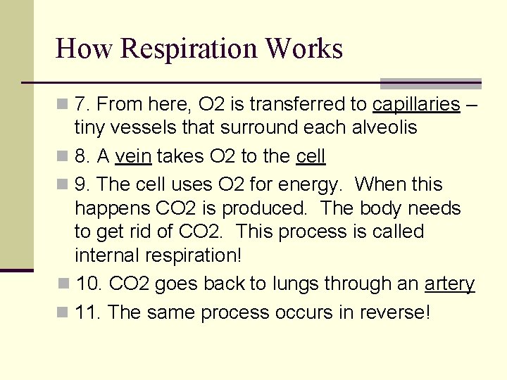 How Respiration Works n 7. From here, O 2 is transferred to capillaries – How Respiration Works n 7. From here, O 2 is transferred to capillaries –