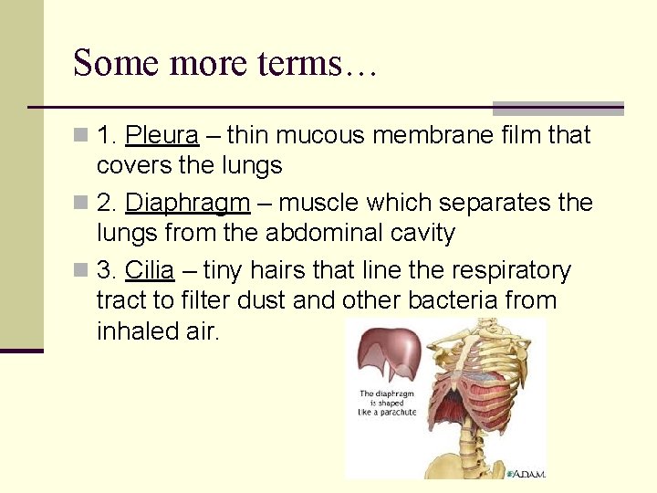 Some more terms… n 1. Pleura – thin mucous membrane film that covers the Some more terms… n 1. Pleura – thin mucous membrane film that covers the
