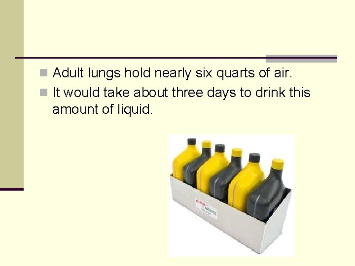 n Adult lungs hold nearly six quarts of air. n It would take about n Adult lungs hold nearly six quarts of air. n It would take about