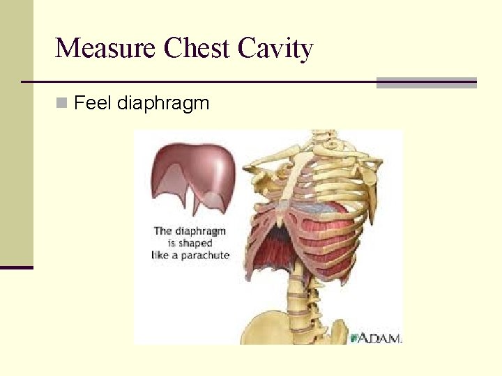Measure Chest Cavity n Feel diaphragm  Measure Chest Cavity n Feel diaphragm