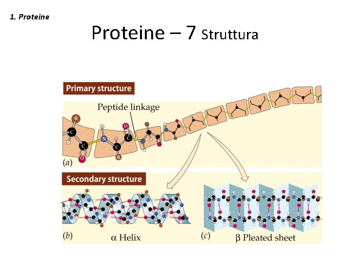 1. Proteine – 7 Struttura 