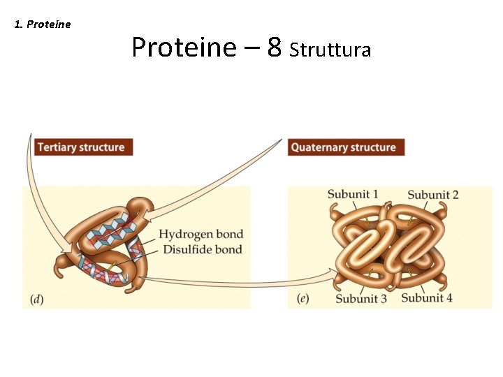1. Proteine – 8 Struttura 