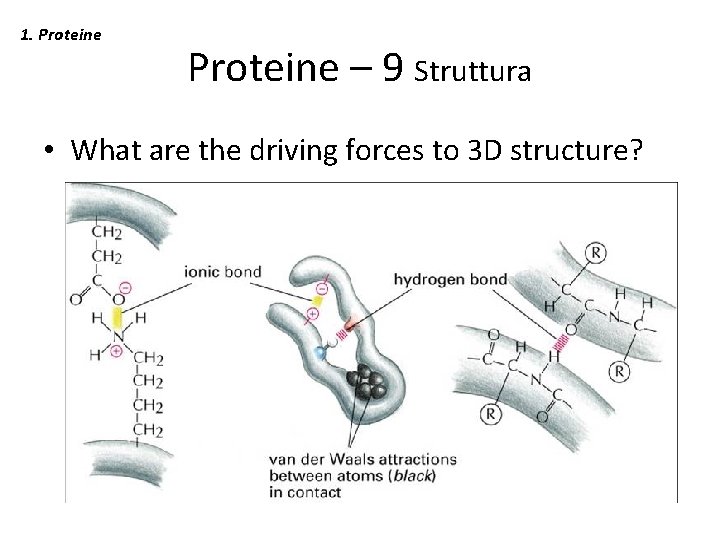 1. Proteine – 9 Struttura • What are the driving forces to 3 D