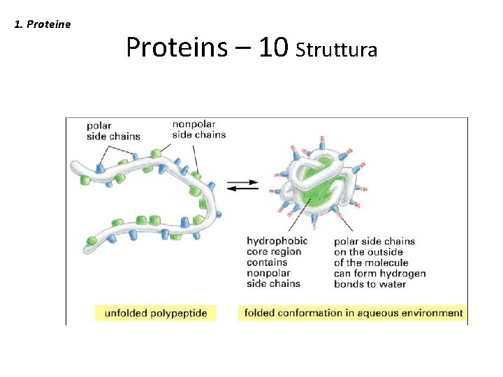 1. Proteine Proteins – 10 Struttura 