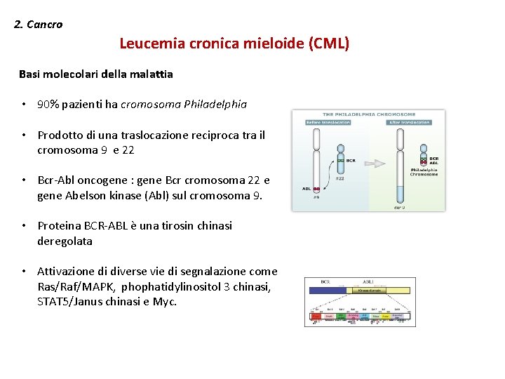 2. Cancro Leucemia cronica mieloide (CML) Basi molecolari della malattia • 90% pazienti ha