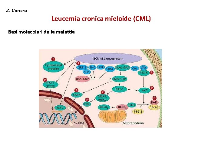 2. Cancro Leucemia cronica mieloide (CML) Basi molecolari della malattia 