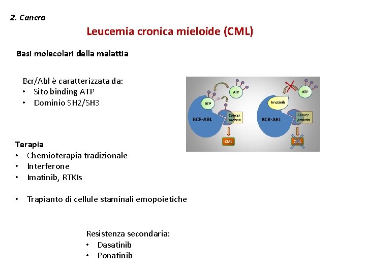 2. Cancro Leucemia cronica mieloide (CML) Basi molecolari della malattia Bcr/Abl è caratterizzata da: