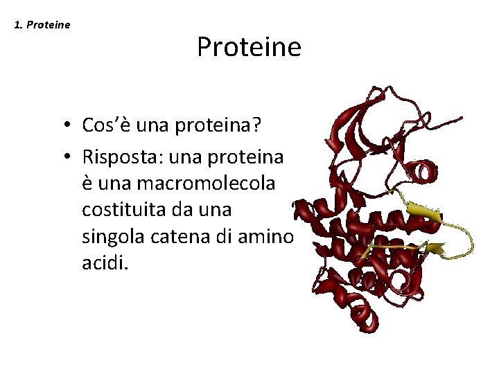 1. Proteine • Cos’è una proteina? • Risposta: una proteina è una macromolecola costituita