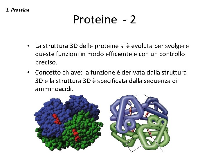 1. Proteine - 2 • La struttura 3 D delle proteine si è evoluta