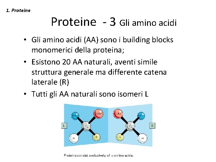 1. Proteine - 3 Gli amino acidi • Gli amino acidi (AA) sono i
