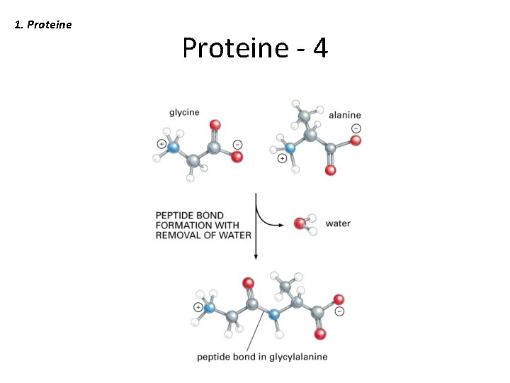 1. Proteine - 4 