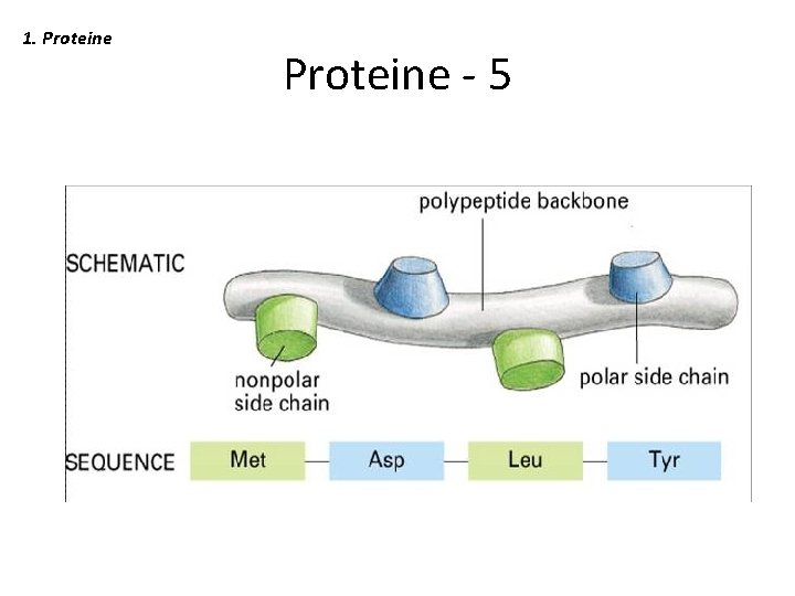1. Proteine - 5 