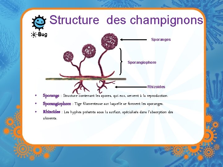 Structure des champignons Sporanges Sporangiophore Rhizoïdes • Sporange : Structure contenant les spores, qui