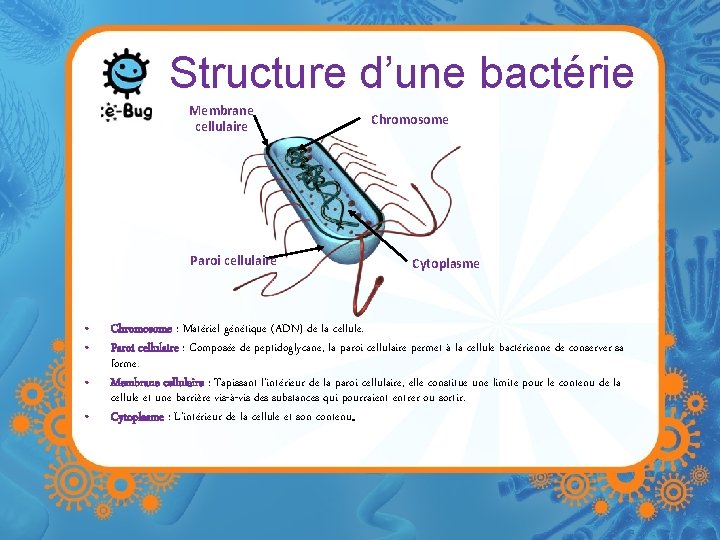 Structure d’une bactérie Membrane cellulaire Paroi cellulaire • • Chromosome Cytoplasme Chromosome : Matériel