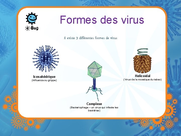Formes des virus Il existe 3 différentes formes de virus Helicoïdal Icosahédrique (Virus de