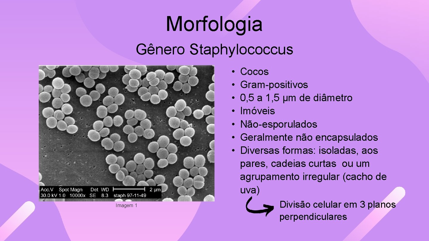 Morfologia Gênero Staphylococcus • • Imagem 1 Cocos Gram-positivos 0, 5 a 1, 5