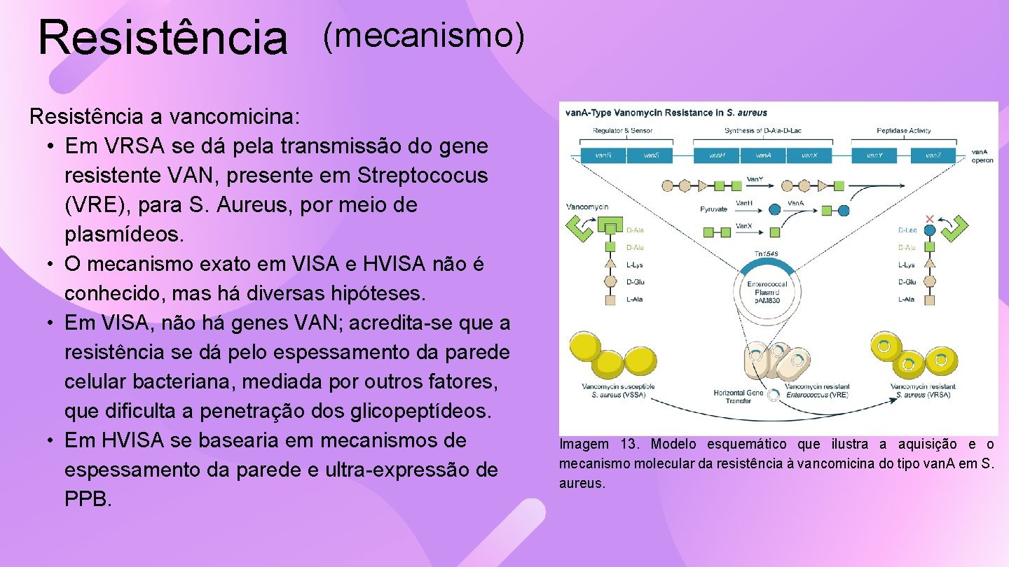 Resistência (mecanismo) Resistência a vancomicina: • Em VRSA se dá pela transmissão do gene