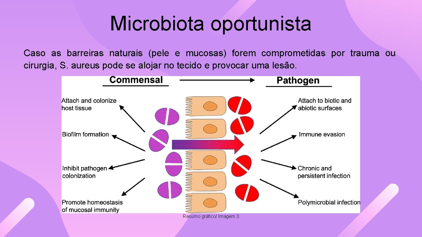 Microbiota oportunista Caso as barreiras naturais (pele e mucosas) forem comprometidas por trauma ou