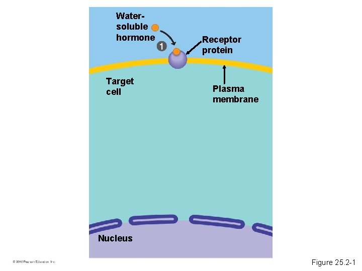 Watersoluble hormone Target cell Receptor protein Plasma membrane Nucleus Figure 25. 2 -1 