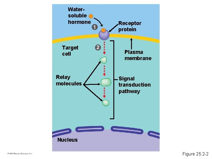 Watersoluble hormone Target cell Relay molecules Receptor protein Plasma membrane Signal transduction pathway Nucleus