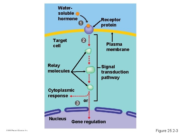 Watersoluble hormone Receptor protein Target cell Plasma membrane Relay molecules Signal transduction pathway Cytoplasmic