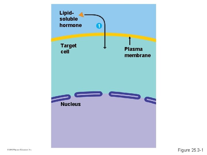 Lipidsoluble hormone Target cell Plasma membrane Nucleus Figure 25. 3 -1 