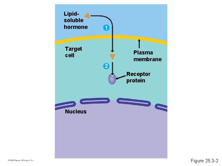 Lipidsoluble hormone Target cell Plasma membrane Receptor protein Nucleus Figure 25. 3 -2 