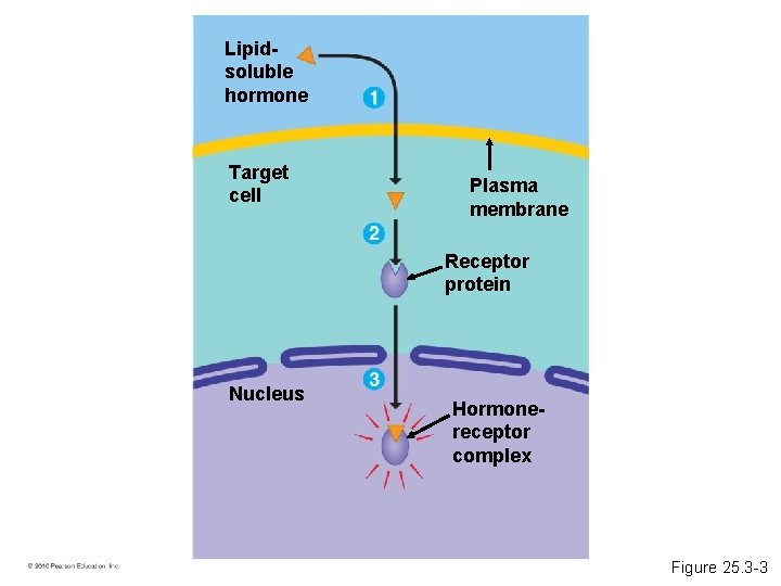 Lipidsoluble hormone Target cell Plasma membrane Receptor protein Nucleus Hormonereceptor complex Figure 25. 3