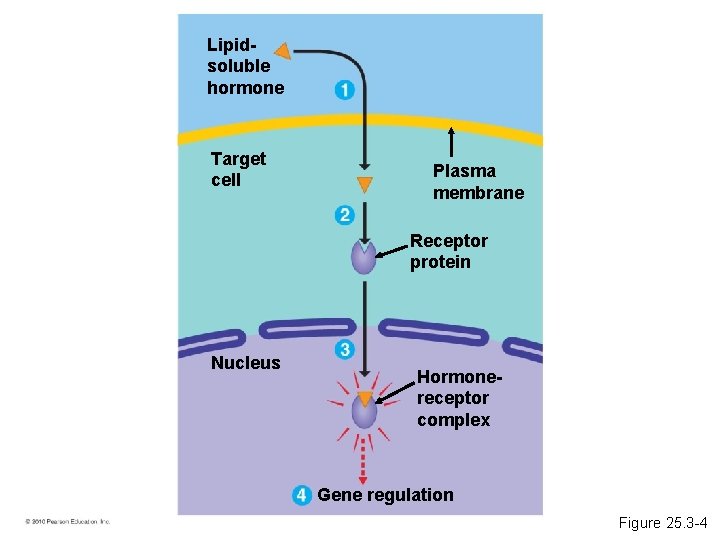 Lipidsoluble hormone Target cell Plasma membrane Receptor protein Nucleus Hormonereceptor complex Gene regulation Figure