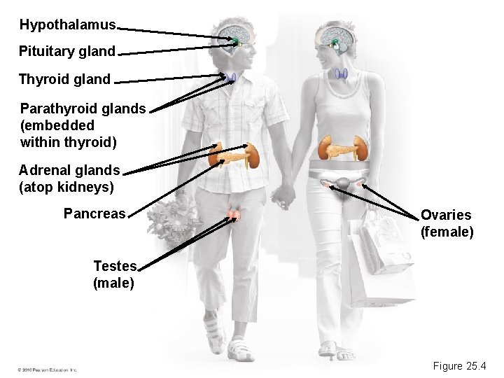 Hypothalamus Pituitary gland Thyroid gland Parathyroid glands (embedded within thyroid) Adrenal glands (atop kidneys)