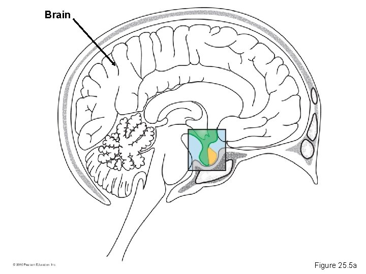 Brain Figure 25. 5 a 