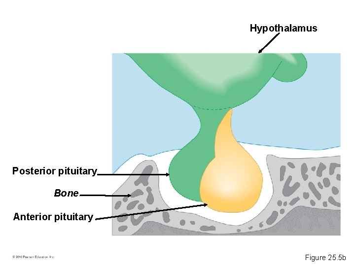 Hypothalamus Posterior pituitary Bone Anterior pituitary Figure 25. 5 b 