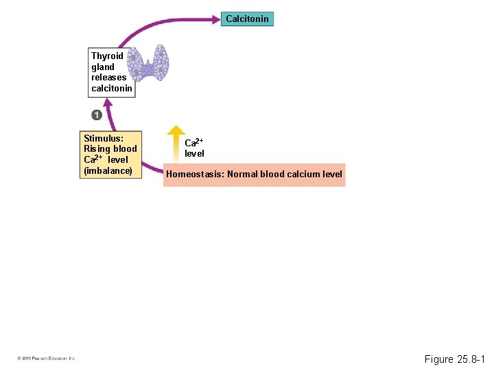 Calcitonin Thyroid gland releases calcitonin Stimulus: Rising blood Ca 2+ level (imbalance) Ca 2+