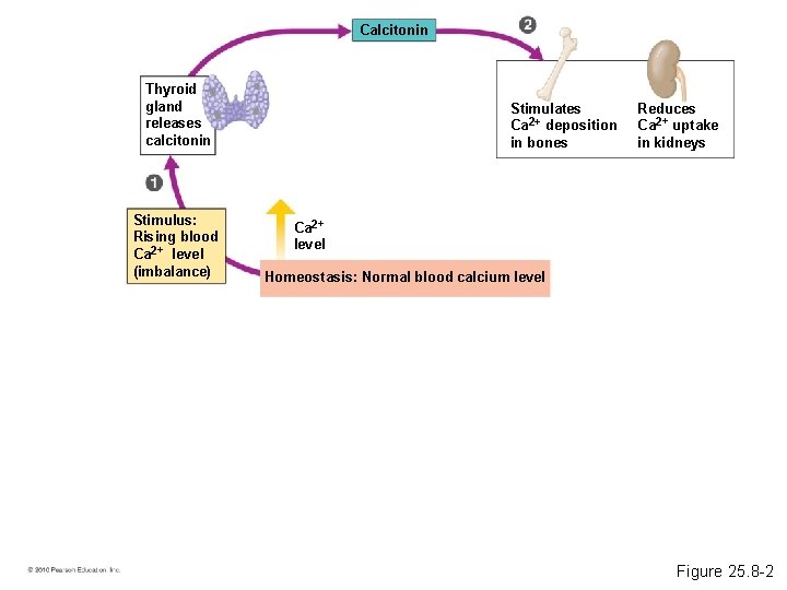 Calcitonin Thyroid gland releases calcitonin Stimulus: Rising blood Ca 2+ level (imbalance) Stimulates Ca