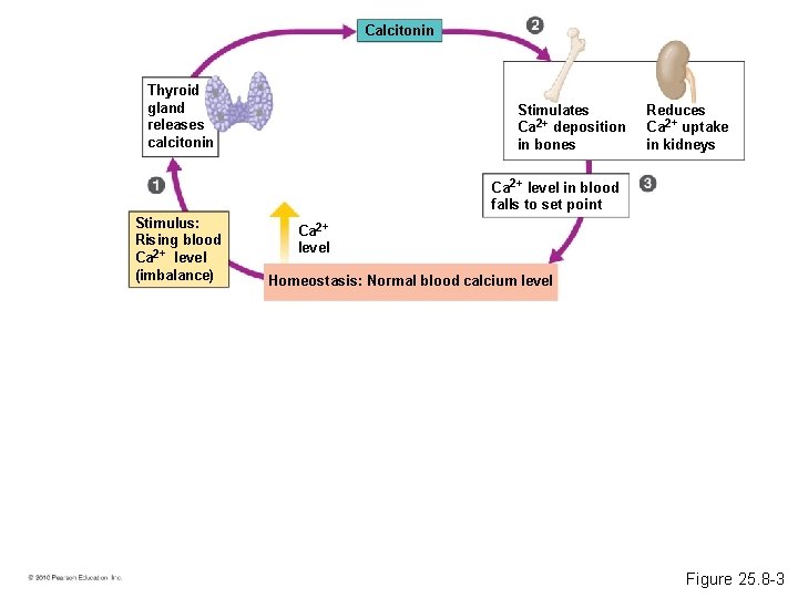 Calcitonin Thyroid gland releases calcitonin Stimulates Ca 2+ deposition in bones Reduces Ca 2+