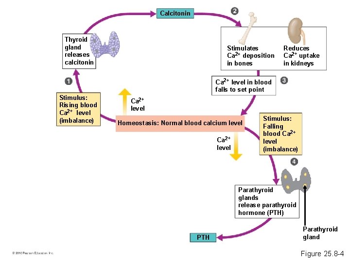 Calcitonin Thyroid gland releases calcitonin Stimulates Ca 2+ deposition in bones Reduces Ca 2+