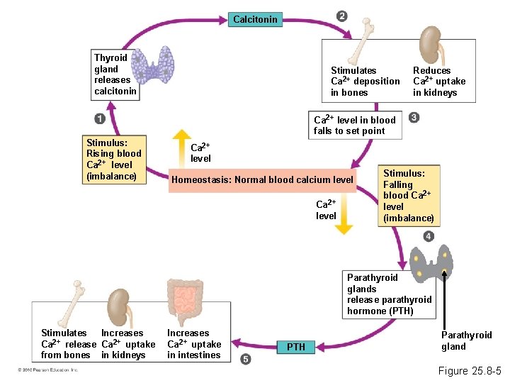 Calcitonin Thyroid gland releases calcitonin Stimulates Ca 2+ deposition in bones Reduces Ca 2+