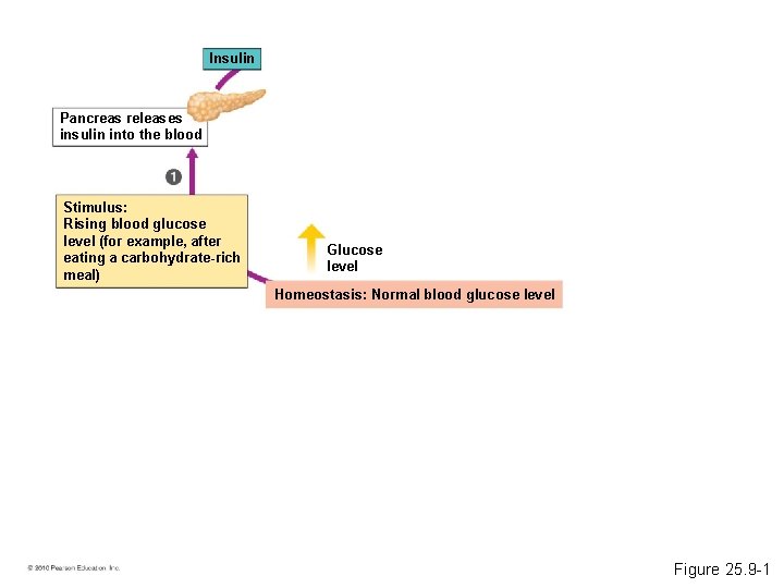 Insulin Pancreas releases insulin into the blood Stimulus: Rising blood glucose level (for example,