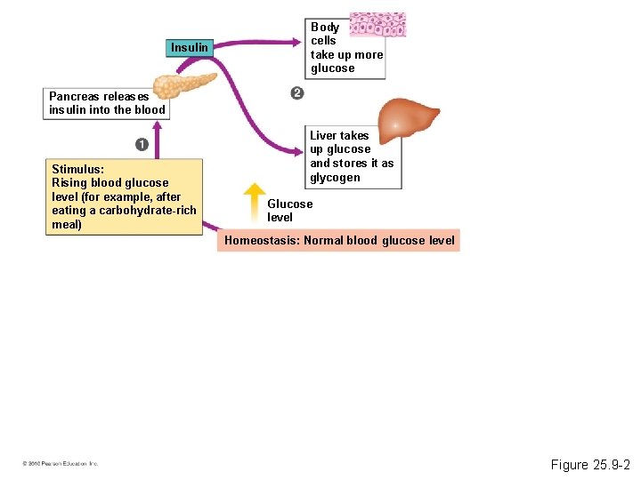 Insulin Body cells take up more glucose Pancreas releases insulin into the blood Stimulus: