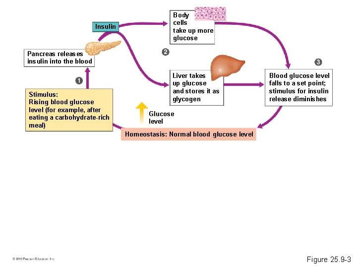 Insulin Body cells take up more glucose Pancreas releases insulin into the blood Stimulus: