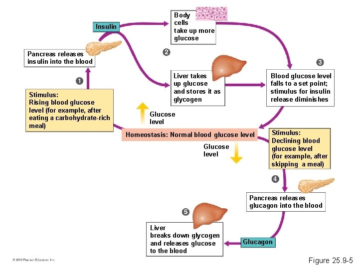 Insulin Body cells take up more glucose Pancreas releases insulin into the blood Stimulus: