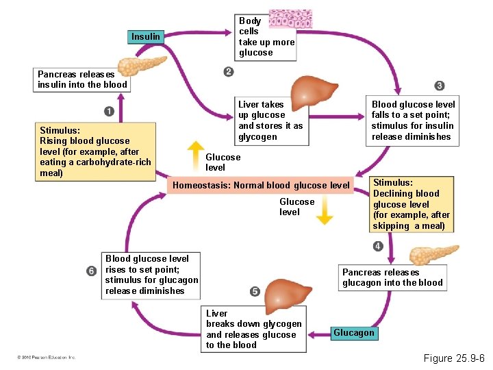 Body cells take up more glucose Insulin Pancreas releases insulin into the blood Liver