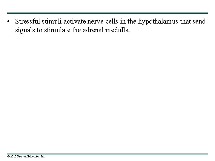  • Stressful stimuli activate nerve cells in the hypothalamus that send signals to