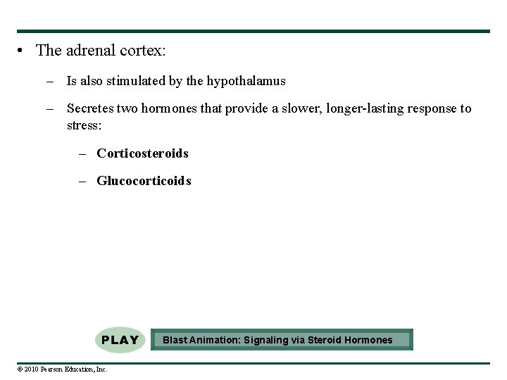  • The adrenal cortex: – Is also stimulated by the hypothalamus – Secretes